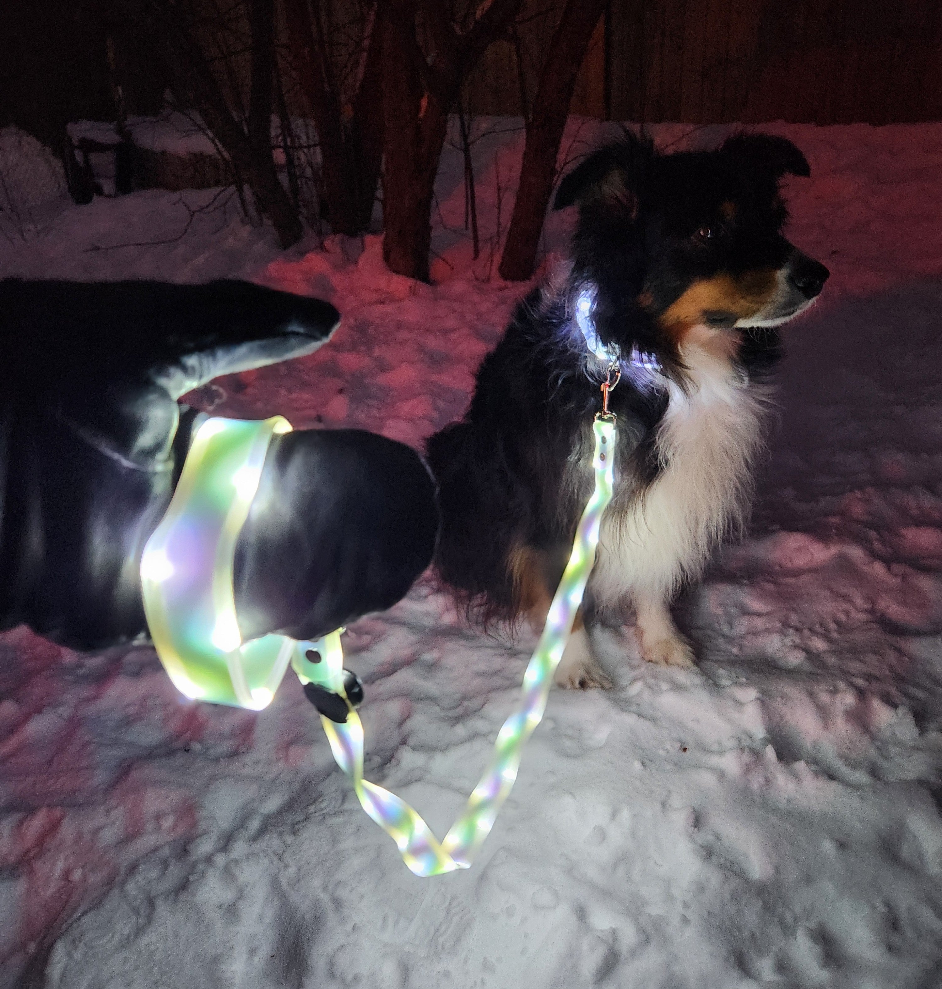 Dog shown wearing a LED collar and LED leash in the dark