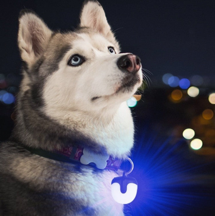 Dog wearing a glowing collar with a blurred night-time cityscape in the background