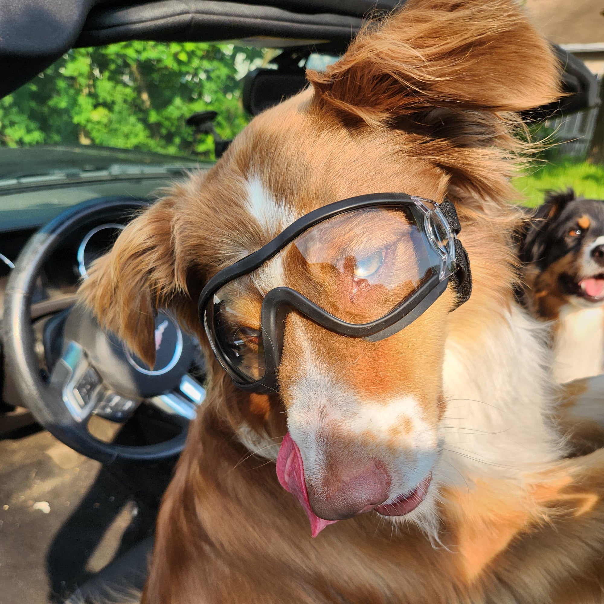 Dog in convertable car with doggles sunglasses