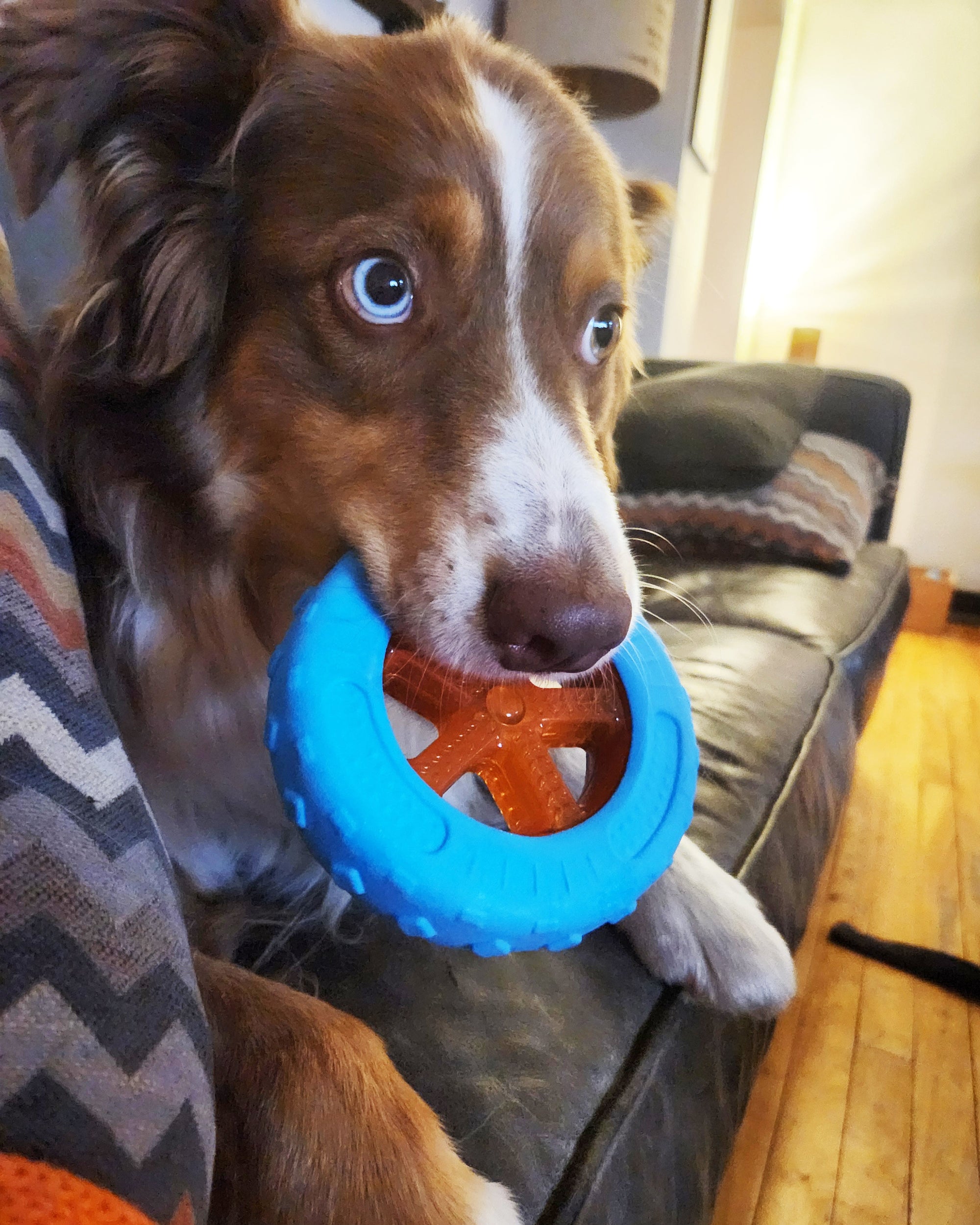 Dog holding a blue toy with an orange center on a couch