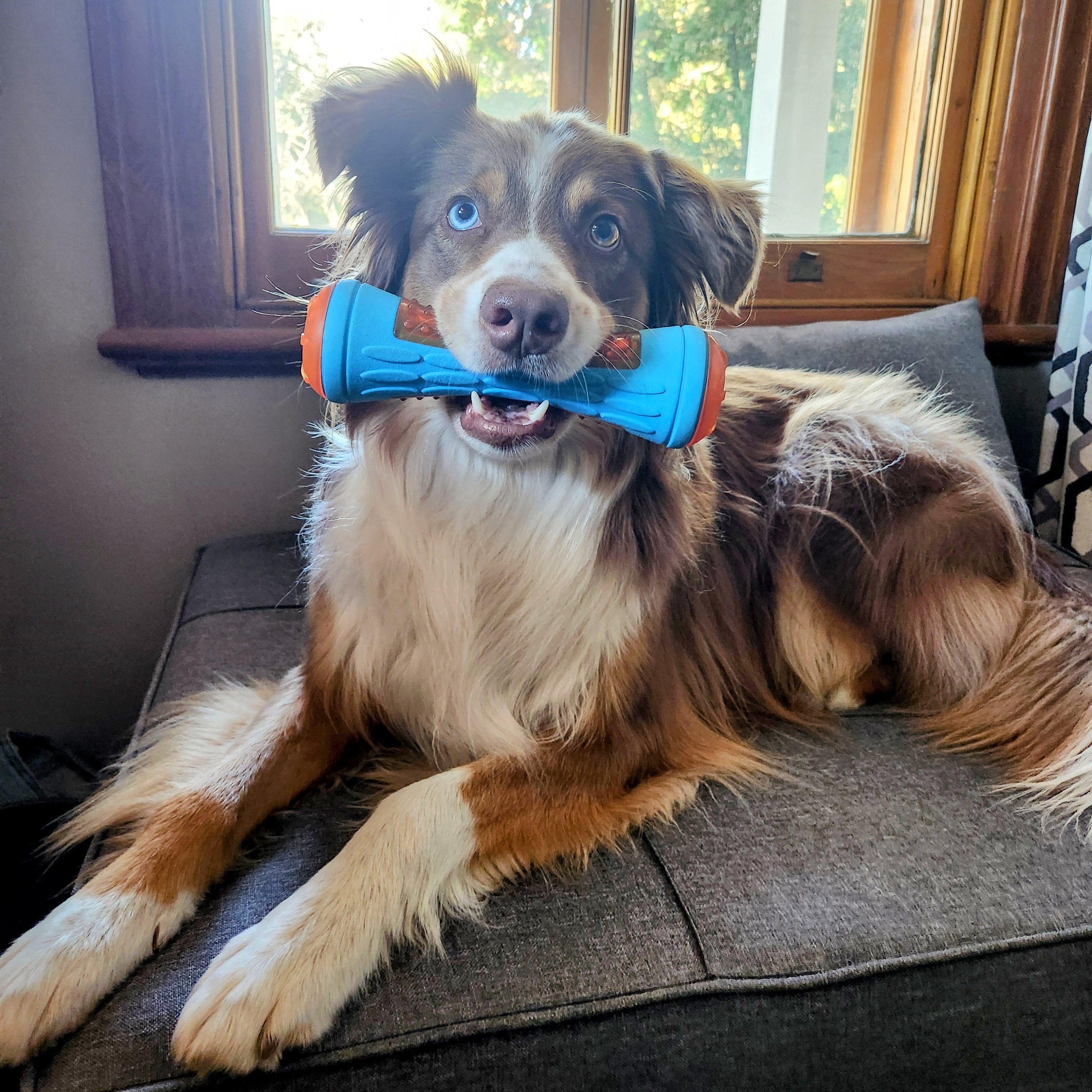 Dog with a blue toy in its mouth sitting on a couch.