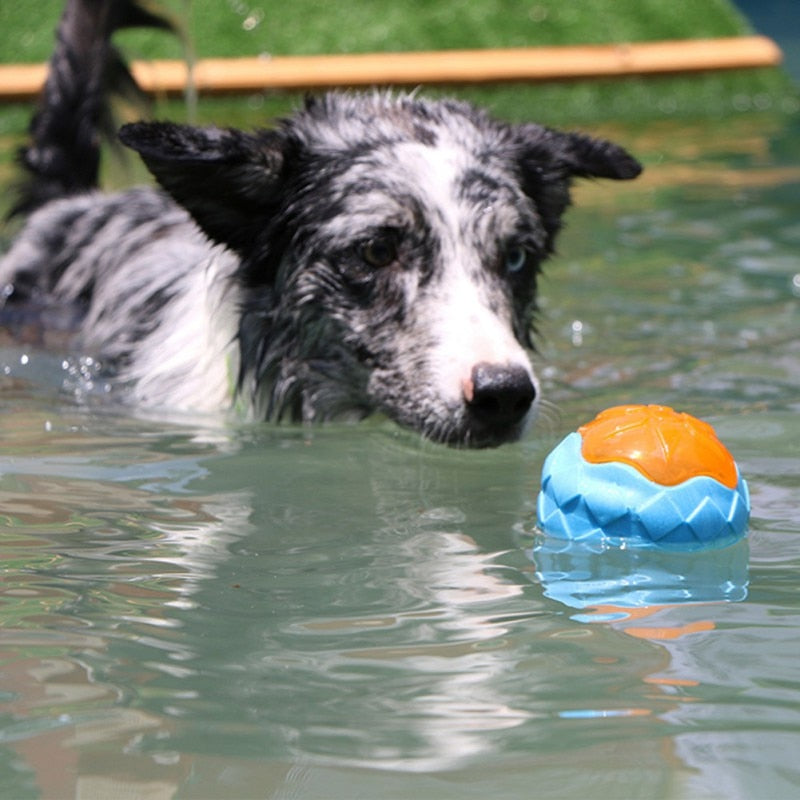 Dog swimming with a toy in a pool