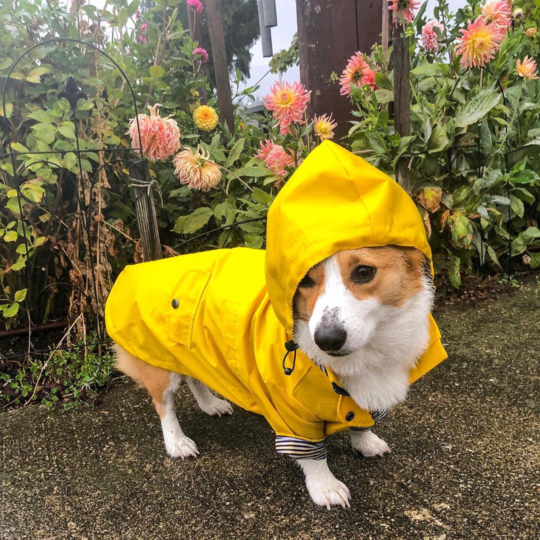 Dog wearing a yellow raincoat standing in front of flowers
