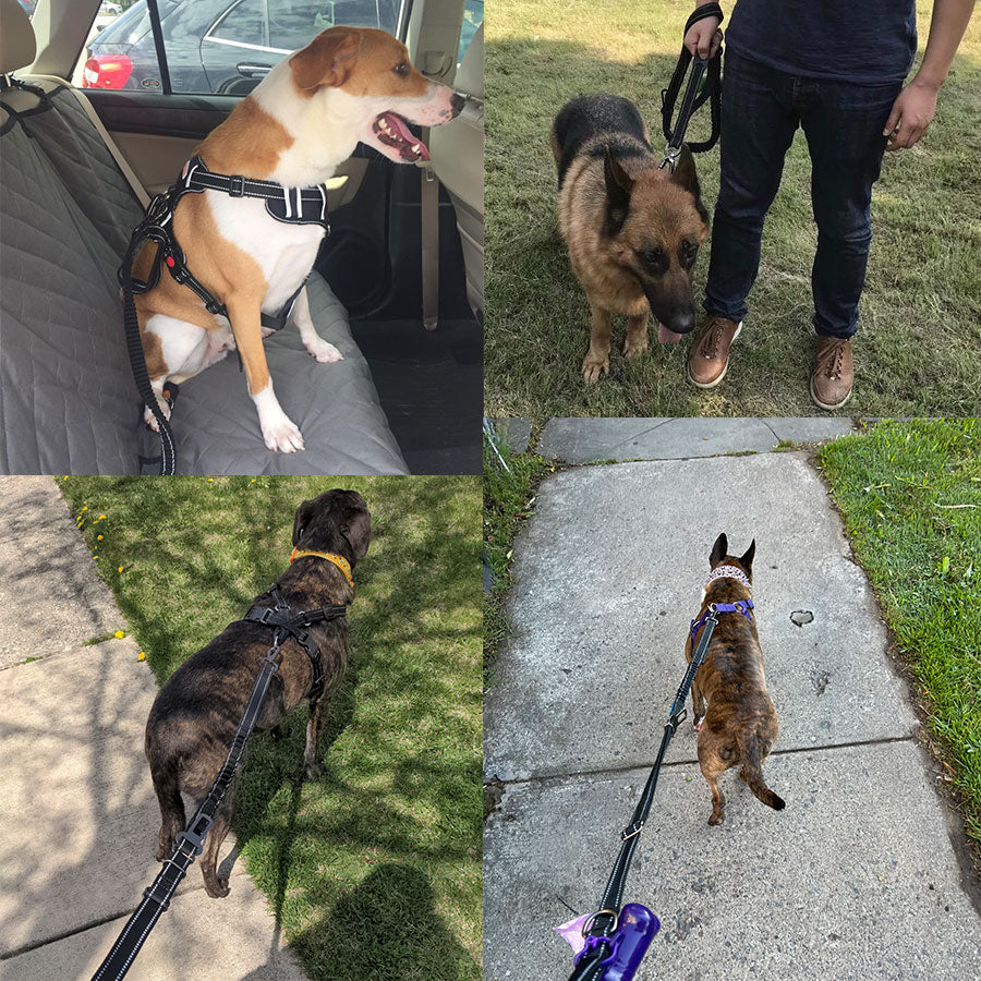Collage of dogs on leashes in various settings