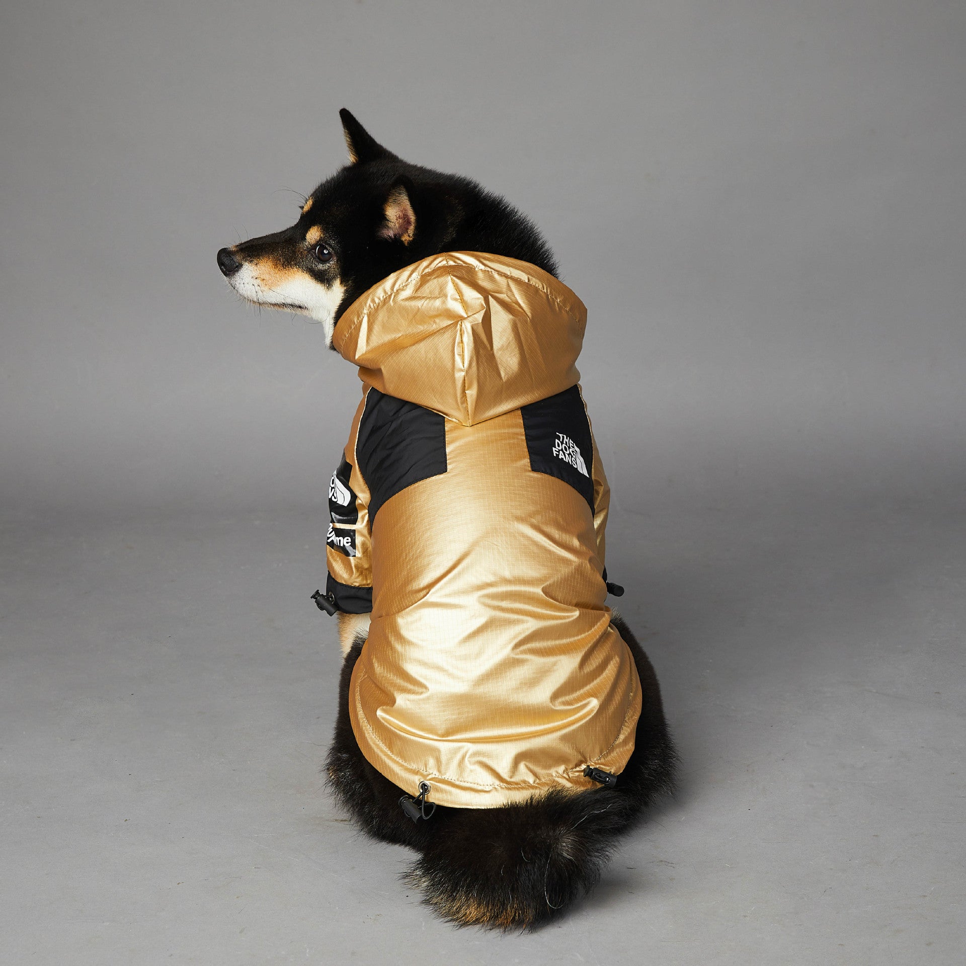 Dog wearing a gold raincoat jacket on a gray background