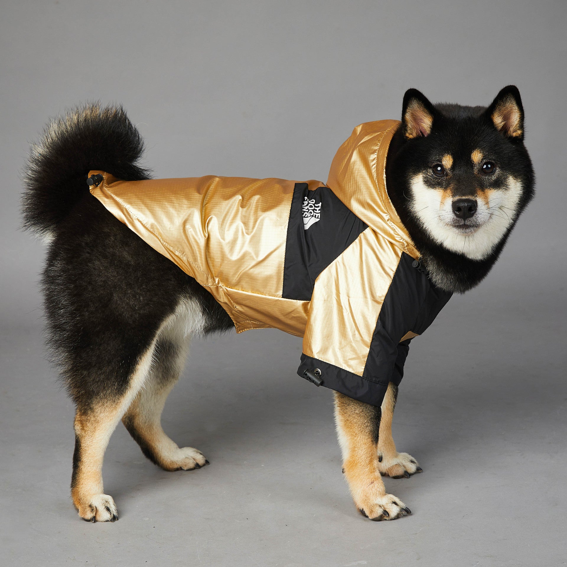 Dog wearing a gold and black jacket on a gray background