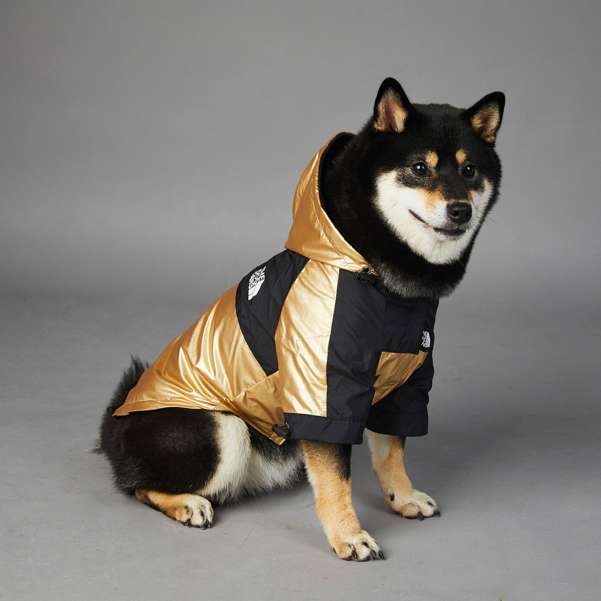 Dog wearing a gold and black jacket on a gray background