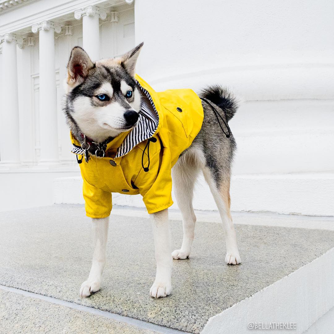 Dog wearing a yellow raincoat with a striped hood in front of a classical building.