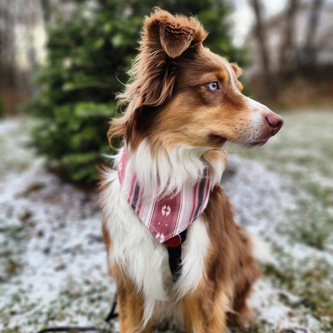 Dog wearing a plaid shirt standing on a snowy ground with trees in the background