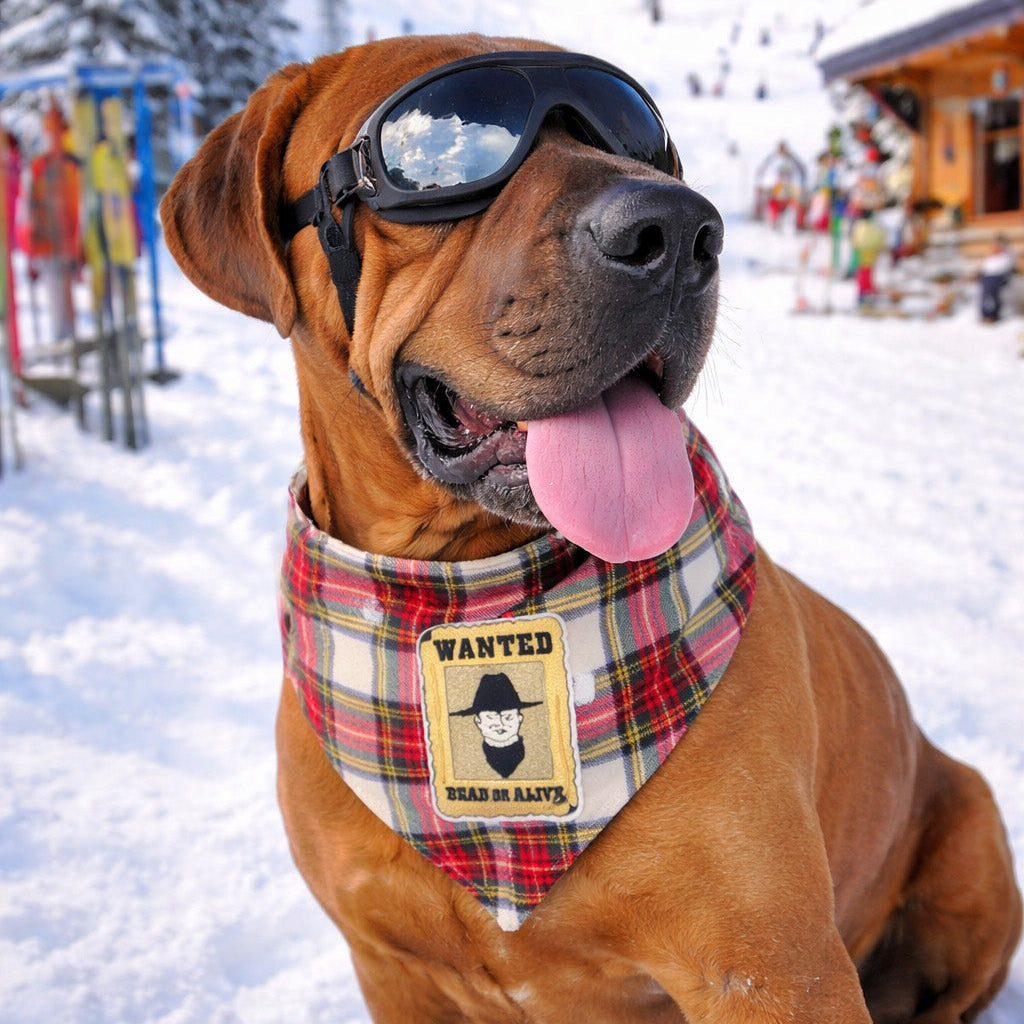 Dog wearing goggles and a plaid scarf in a snowy mountain setting