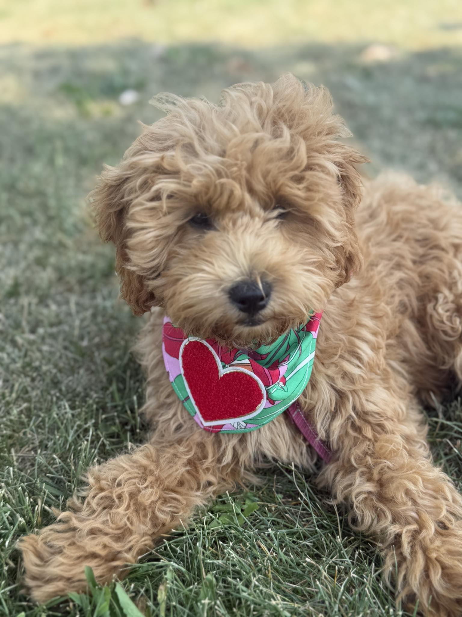 Fluffy dog wearing a colorful bandana sitting on grass