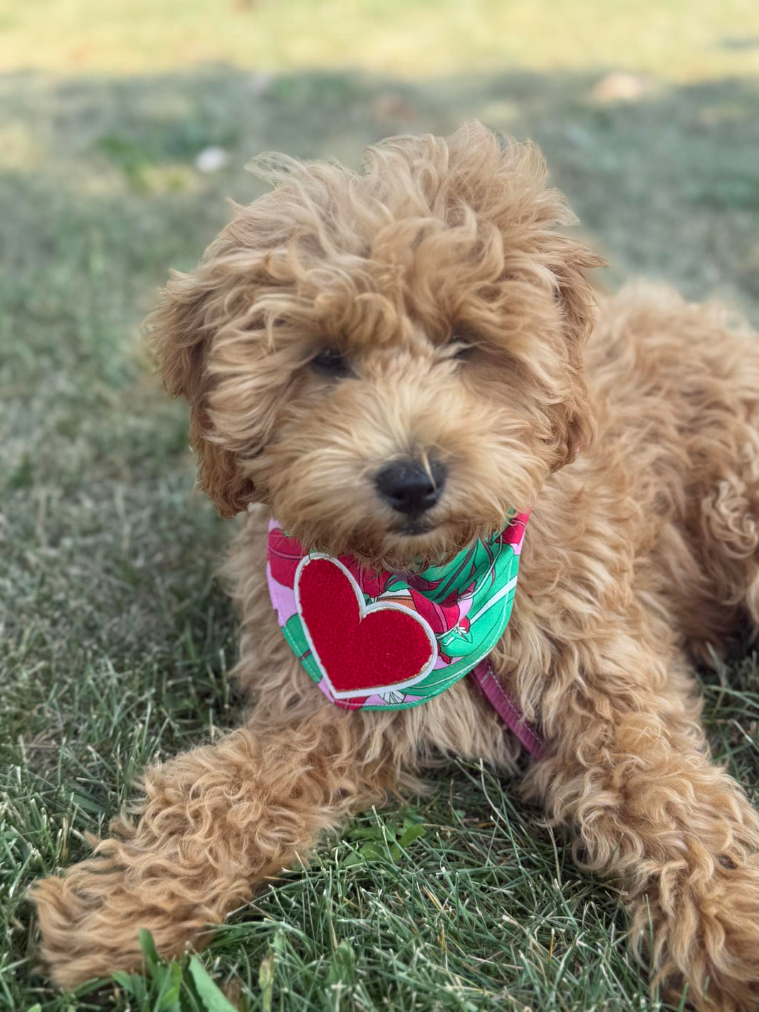 Fluffy dog wearing a colorful bandana sitting on grass