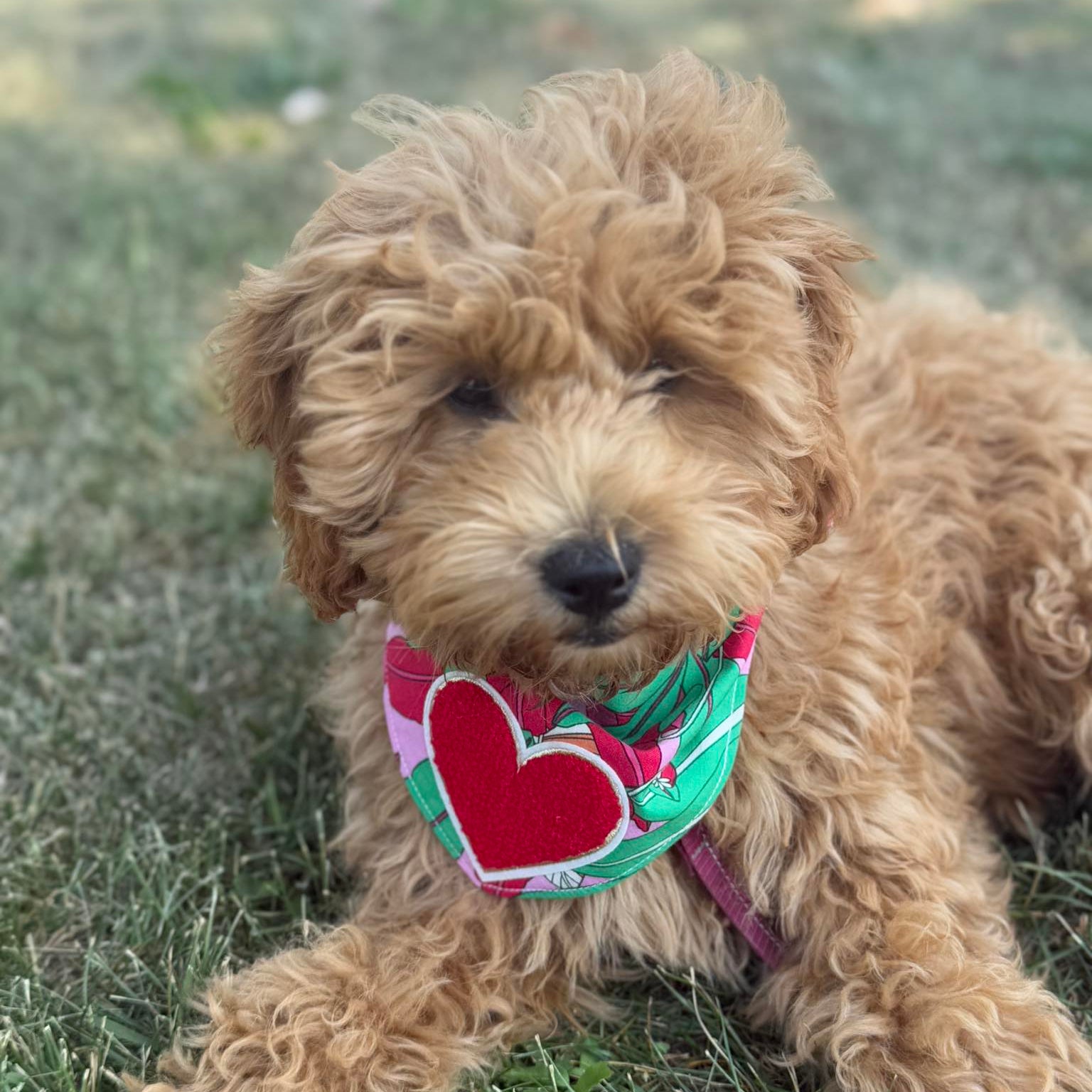 Fluffy dog wearing a colorful bandana sitting on grass