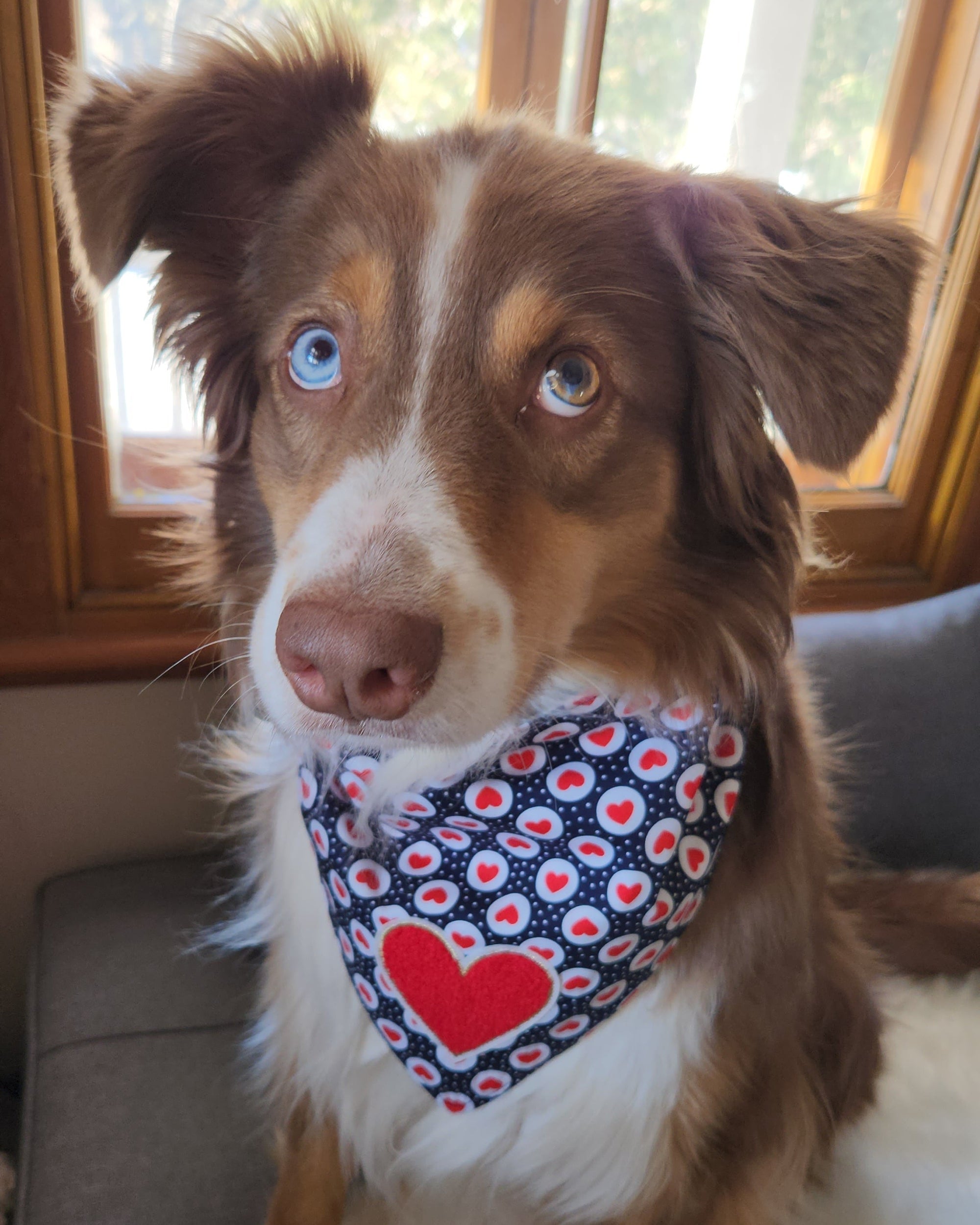 Dog wearing a bandana with heart patterns sitting indoors.