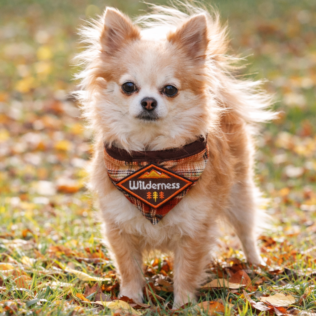 Small dog wearing a bandana with 'Wilderness' text in an outdoor setting with grass and leaves.