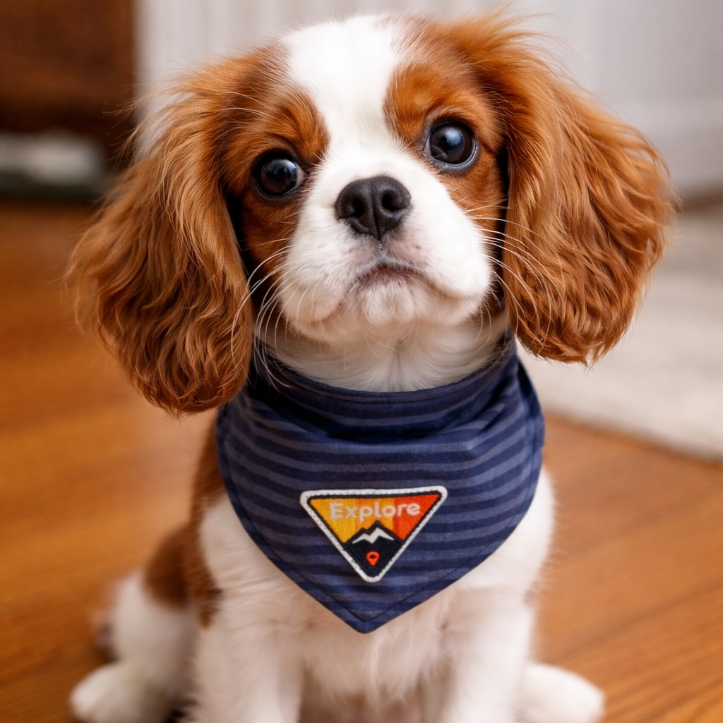 King Charles Cavalier, Small dog wearing a blue bandana with PATCH