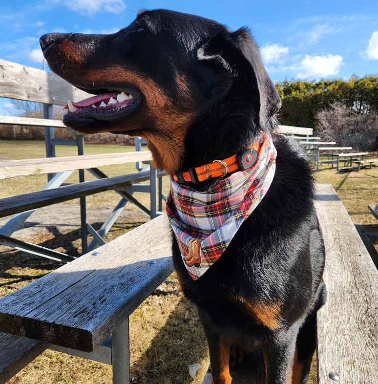 Dog wearing a plaid bandana sitting on a wooden bench outdoors.