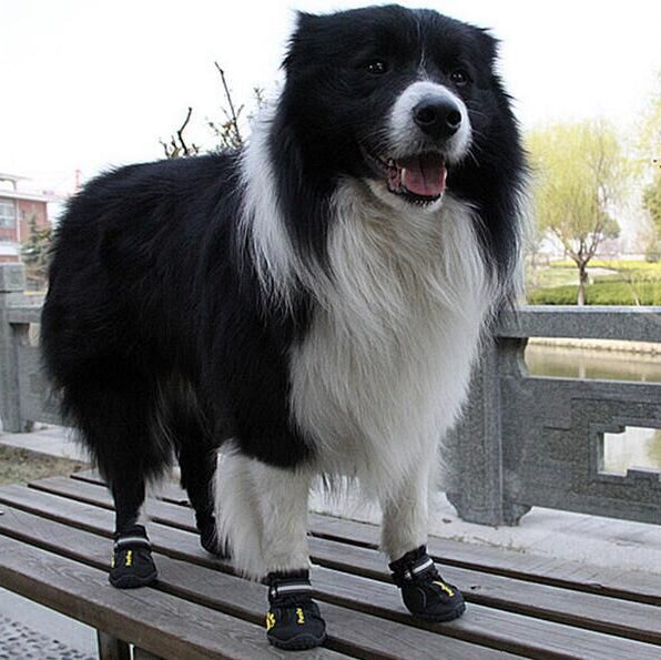 black collie wearing protective boots