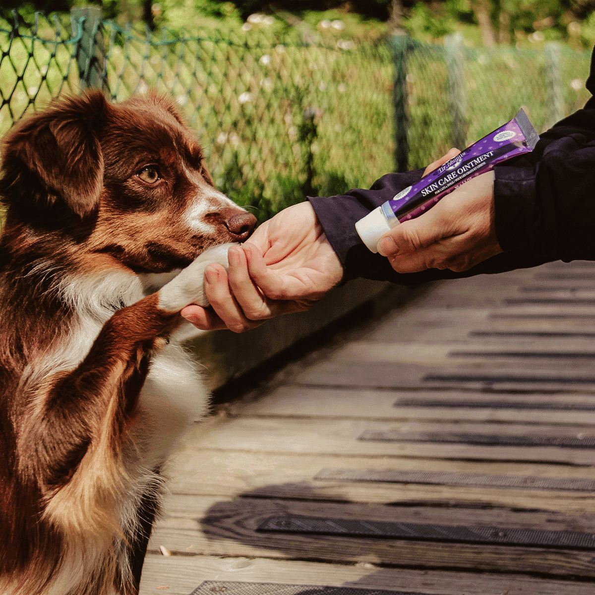 Dog receiving a Dr Maggie product from a person on a wooden deck with a green garden background