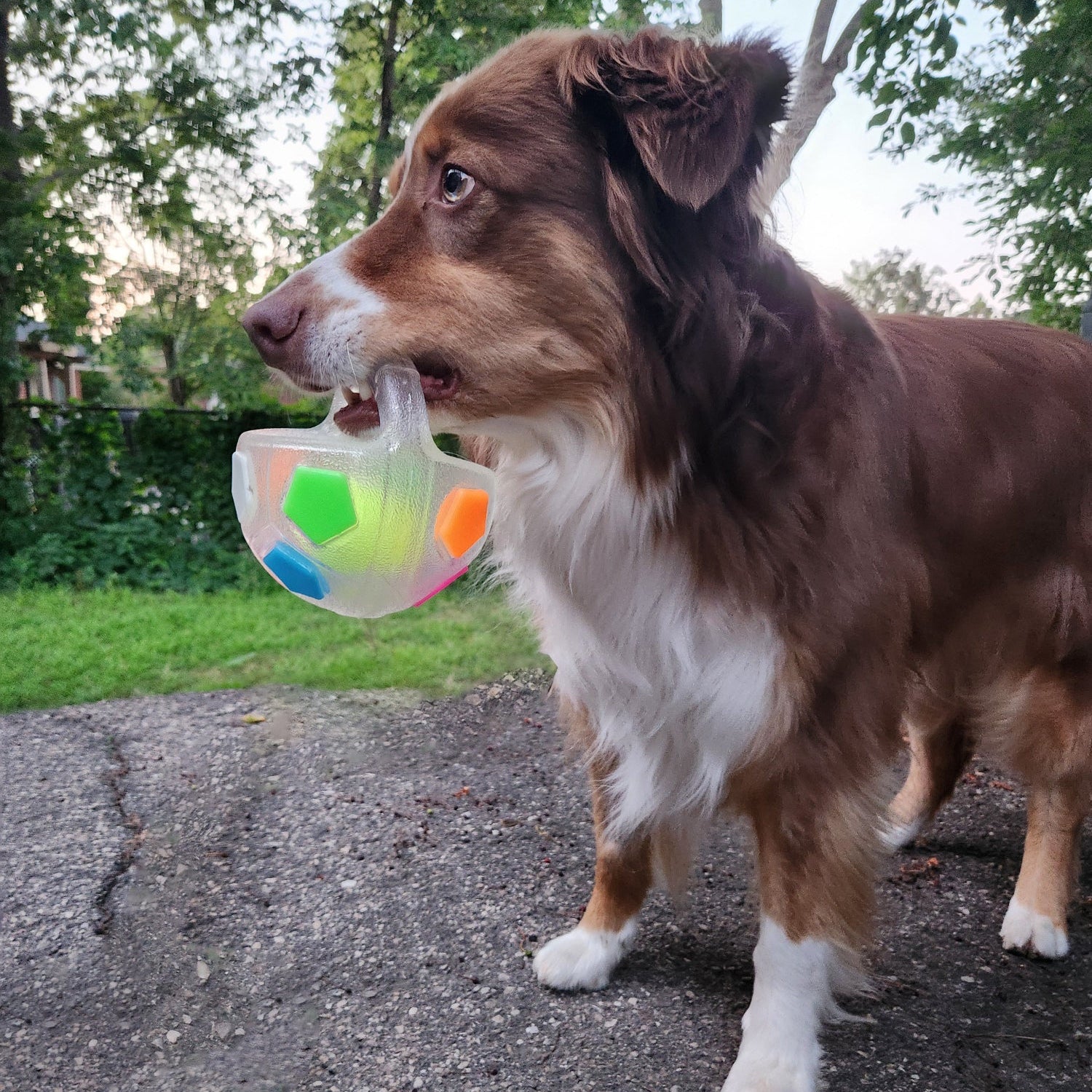 A brown and white dog standing on a paved outdoor area holding a clear plastic ball toy with colorful geometric panels in its mouth.