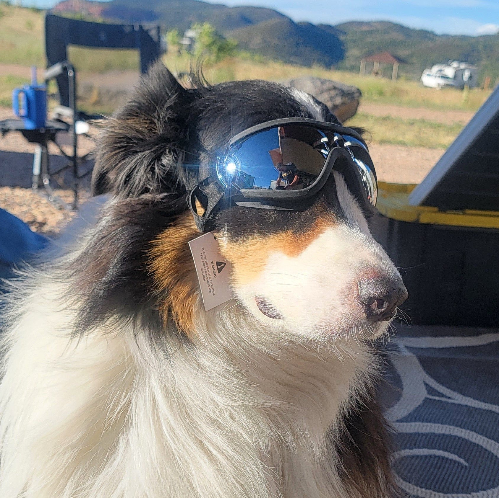 Dog wearing goggles with a camping scene in the background