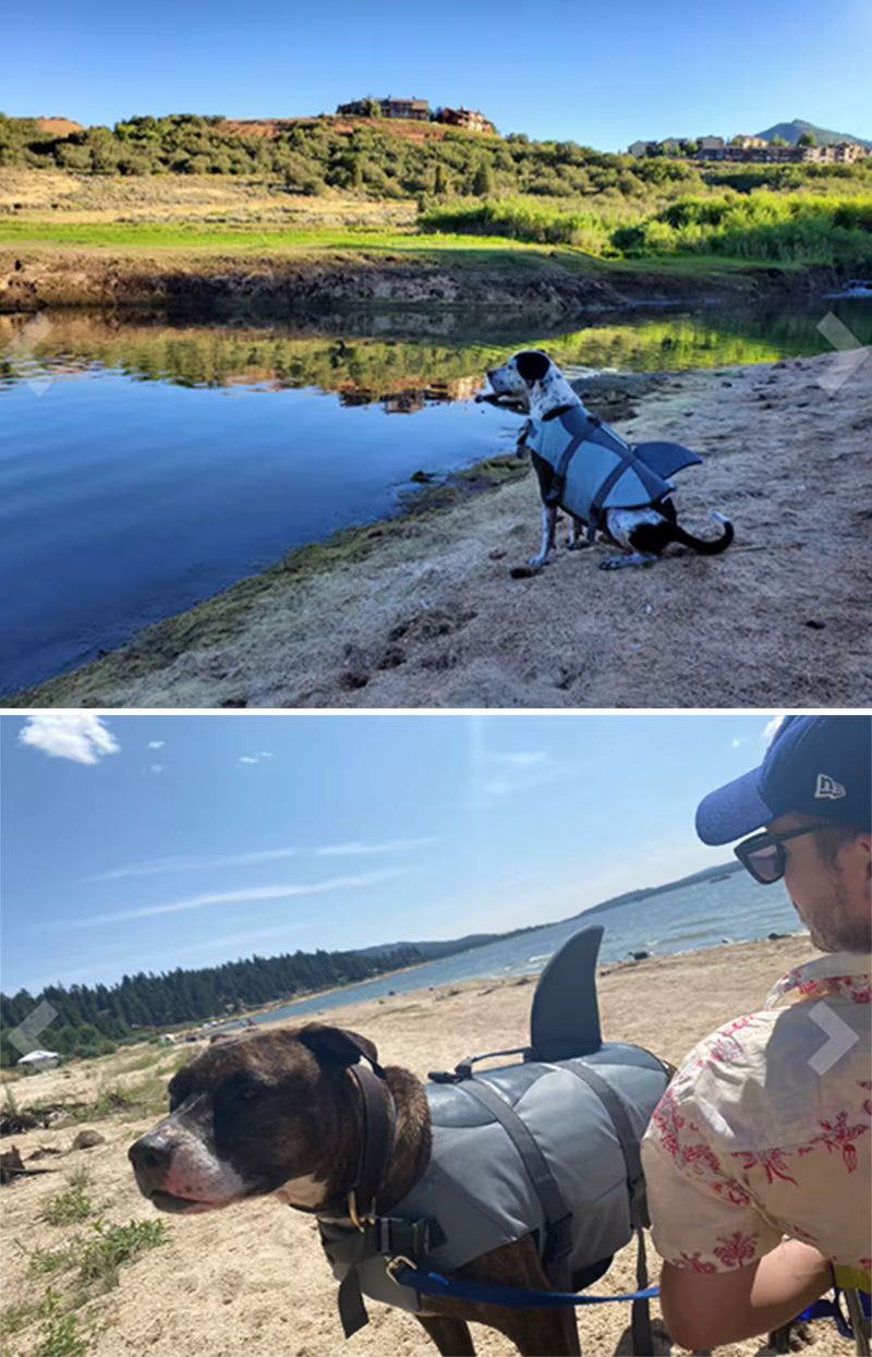 Dog wearing a life jacket by a lake with a person in the background.