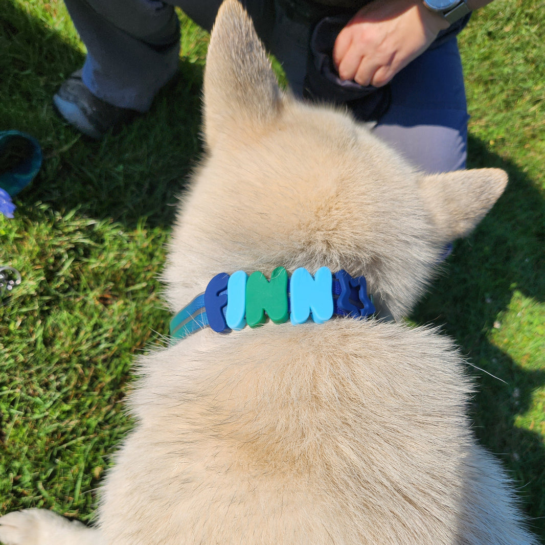 LED dog collar with silicon letters, with dogs name, shown on dog