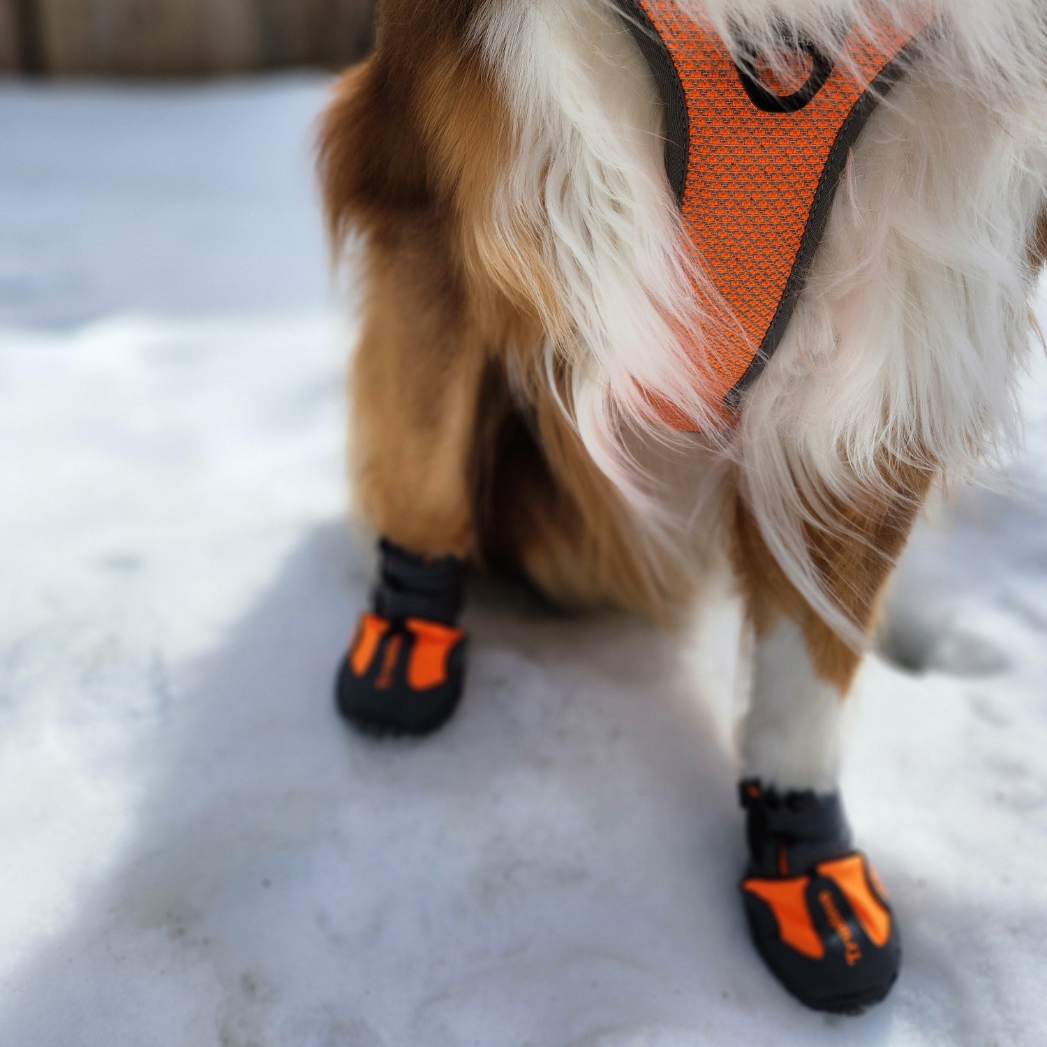 dog wearing orange boots in the snow