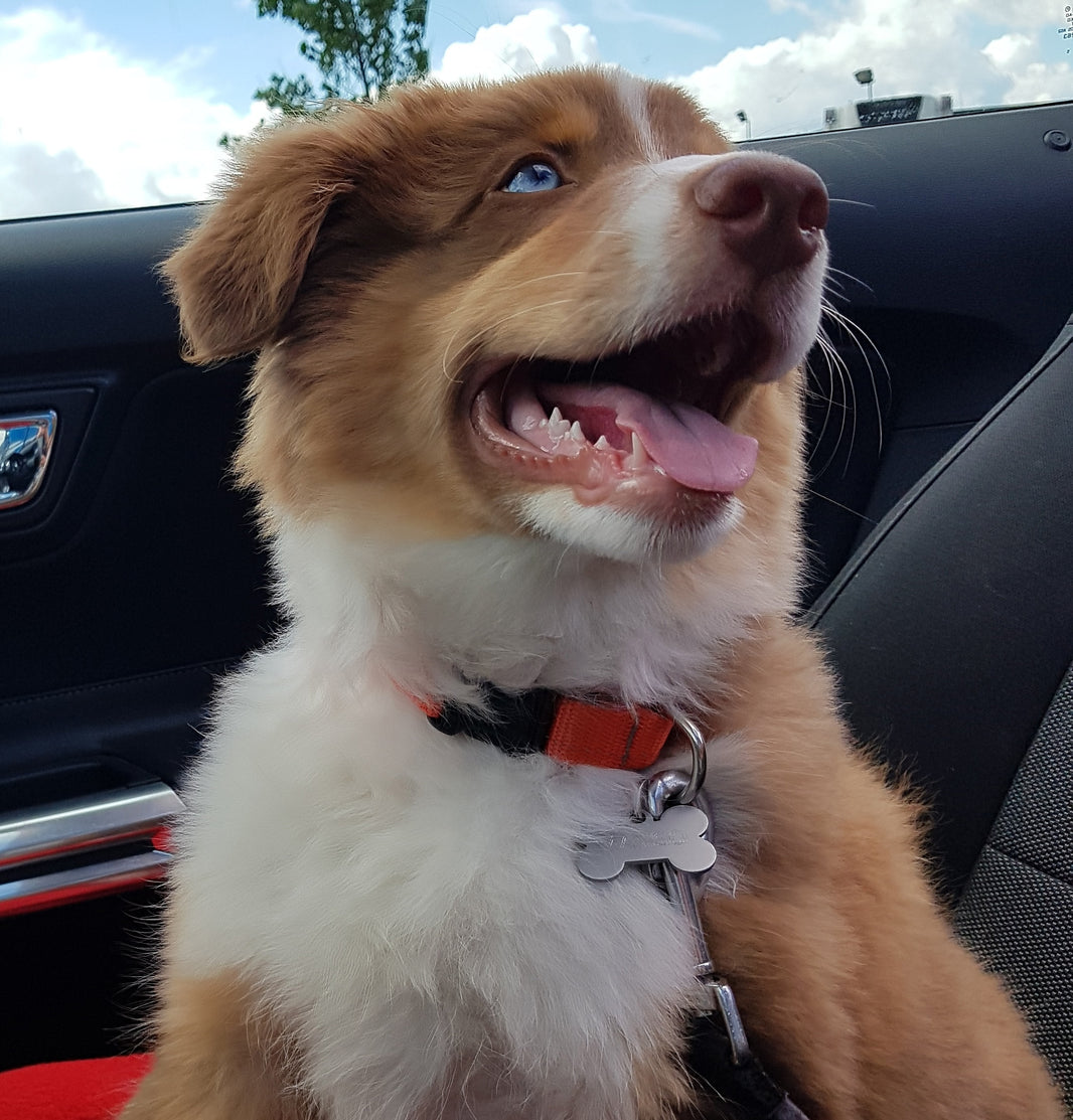 Dog sitting in a car with a red collar and tag