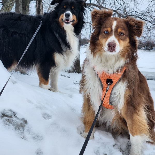 Two dogs on leashes standing in the snow with a snowy landscape and bare trees in the background.