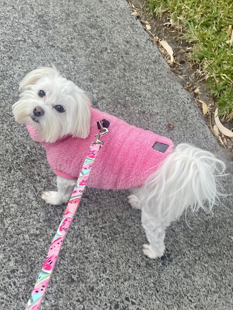 Small white dog wearing a pink sweater on a leash outdoors.