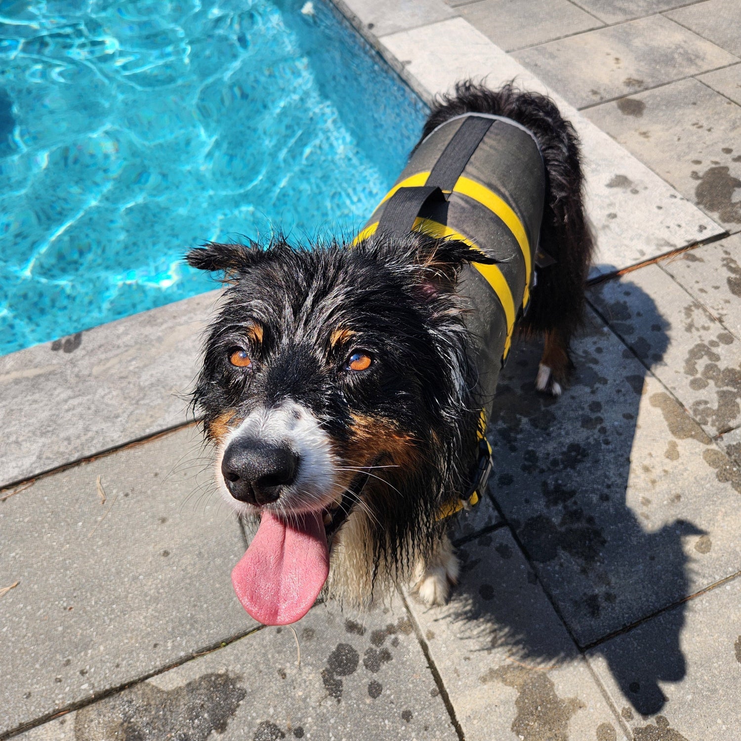 A black, white, and tan dog wearing a green and yellow life vest stands by a swimming pool on a tiled patio, looking up with its tongue out.