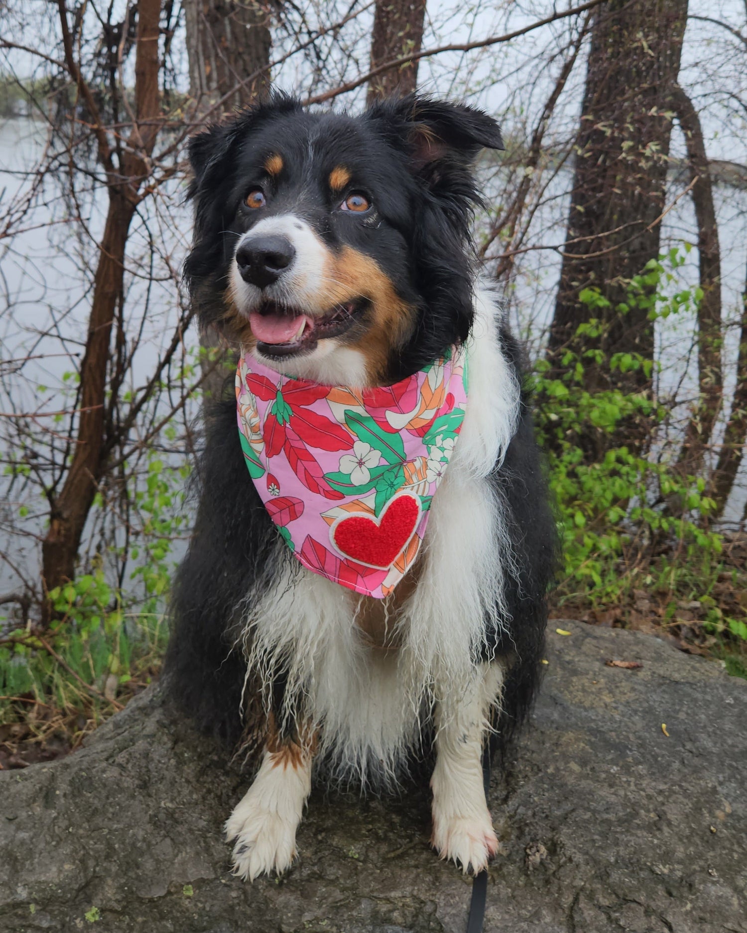 Dog wearing a floral bandana standing on a tree branch with a natural background
