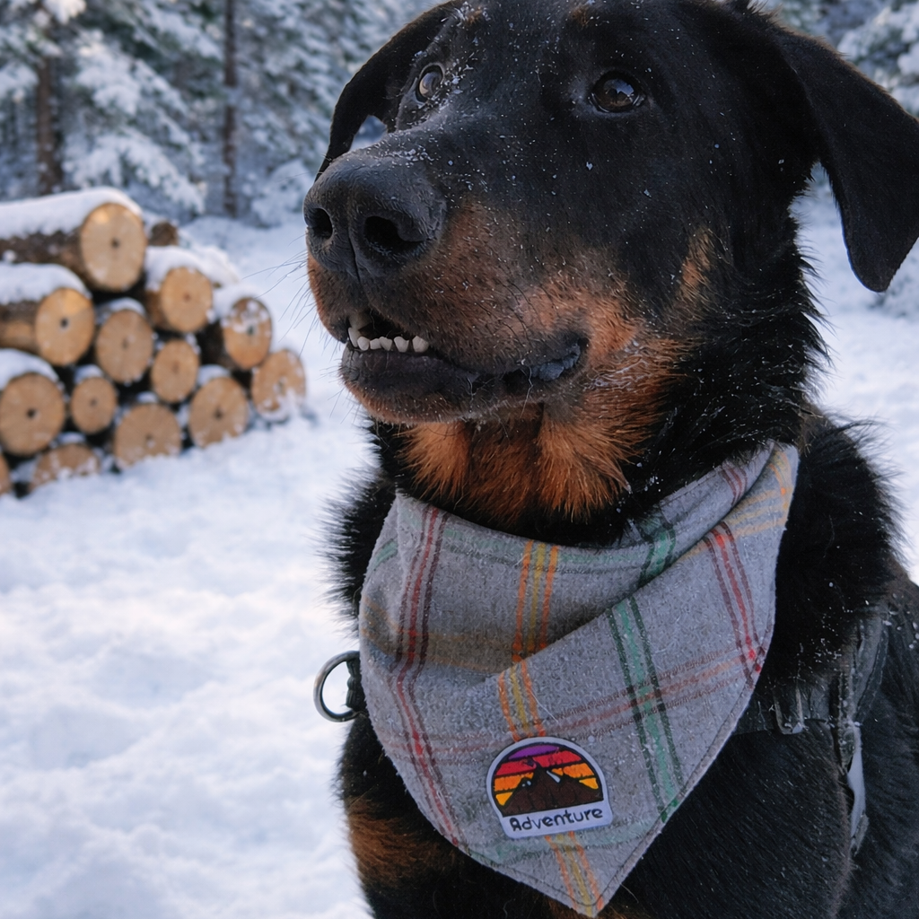 Dog wearing a plaid bandana in a snowy forest with logs and trees.