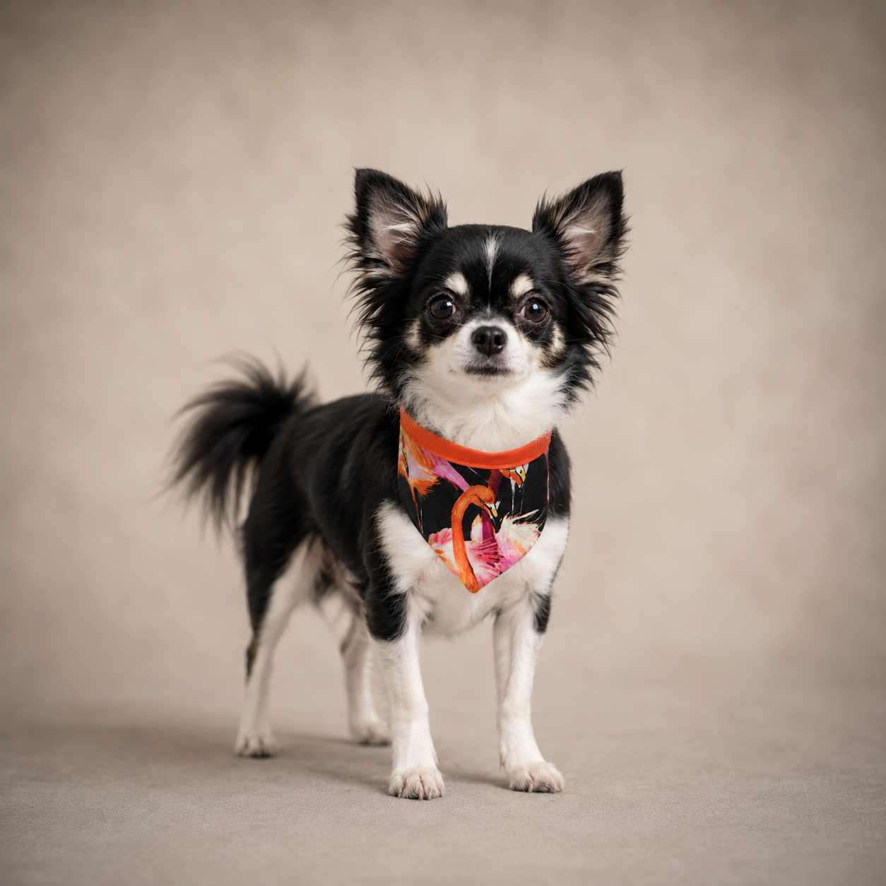 black pink orange chihuahua bandana with flamingoes on dog