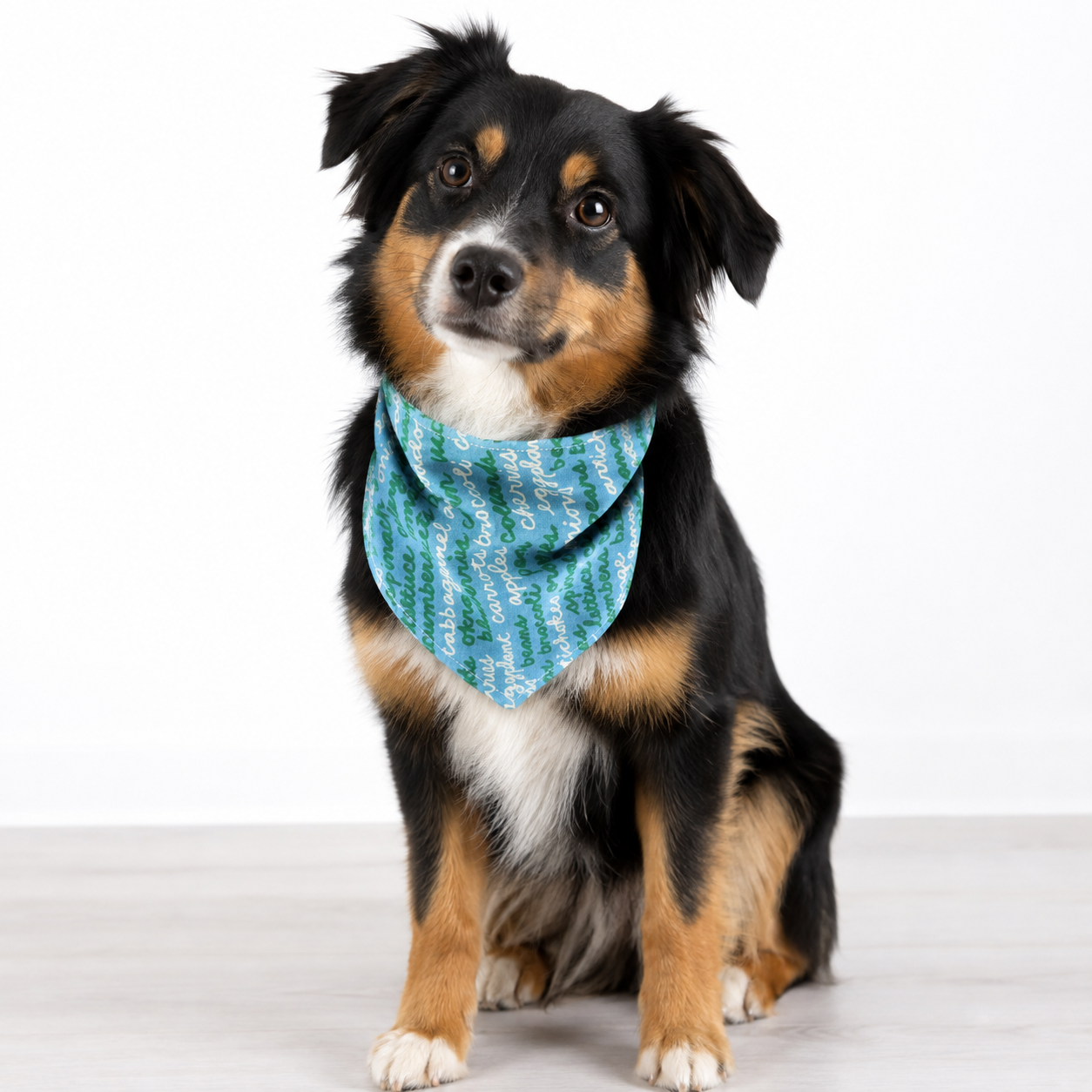 A black, tan, and white dog wearing a teal blue patterned bandana, sitting against a plain white background.