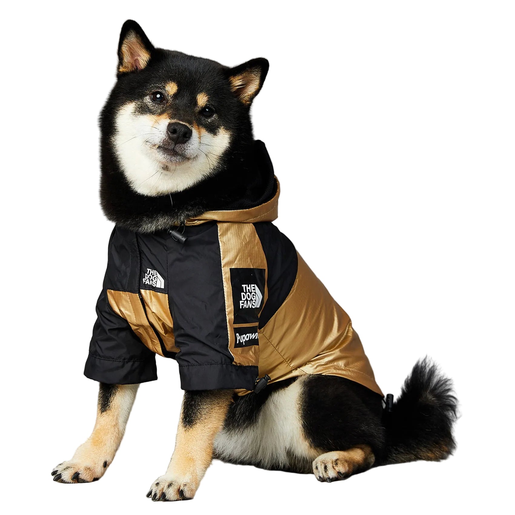 Dog wearing a black and gold coat with visible branding on a gray background