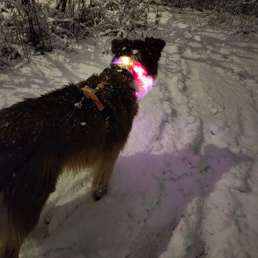 Dog playing with a glowing collar in a snowy area