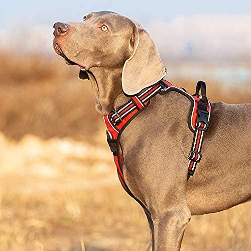 Dog wearing a red and black harness in a field