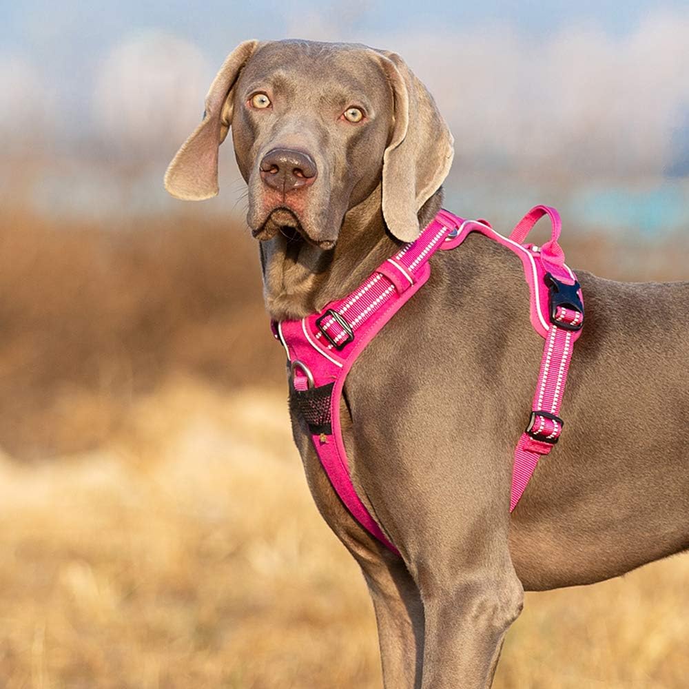 Dog wearing a pink harness in an outdoor setting