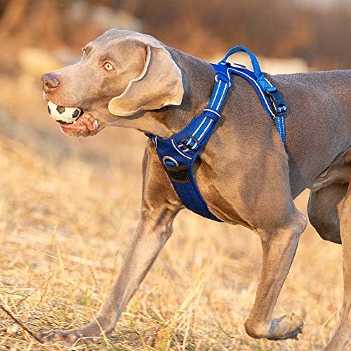 Dog wearing a blue harness in a natural setting