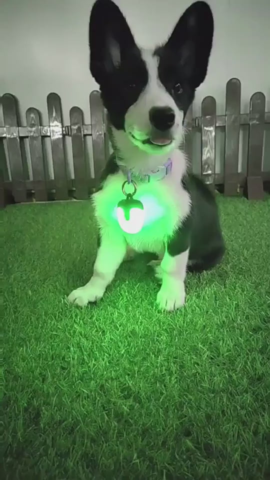 video of dog wearing led light on his collar