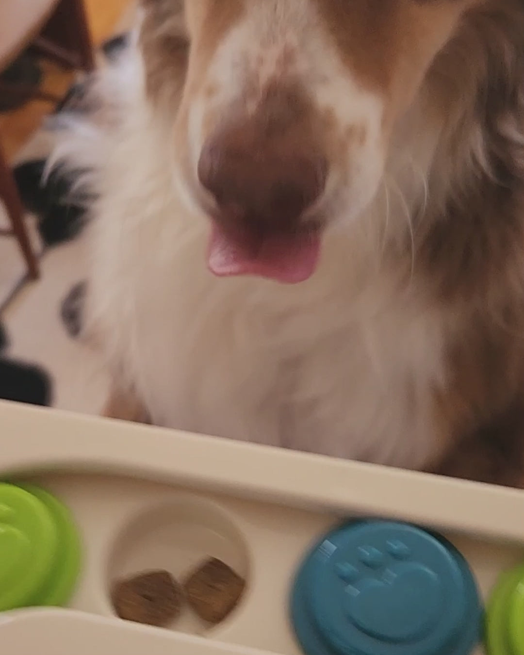 video of a dog playing with a puzzle filled with treats