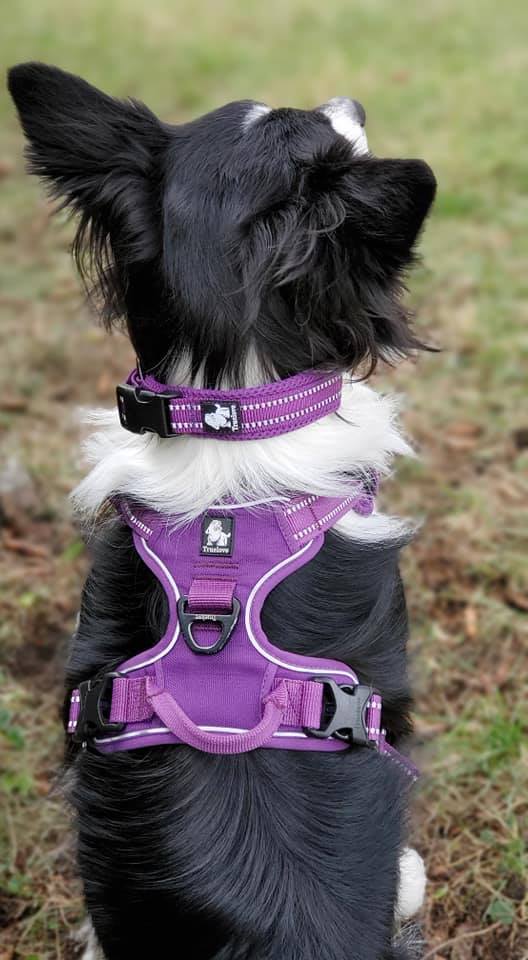 Dog wearing a purple harness outdoors on a grassy background