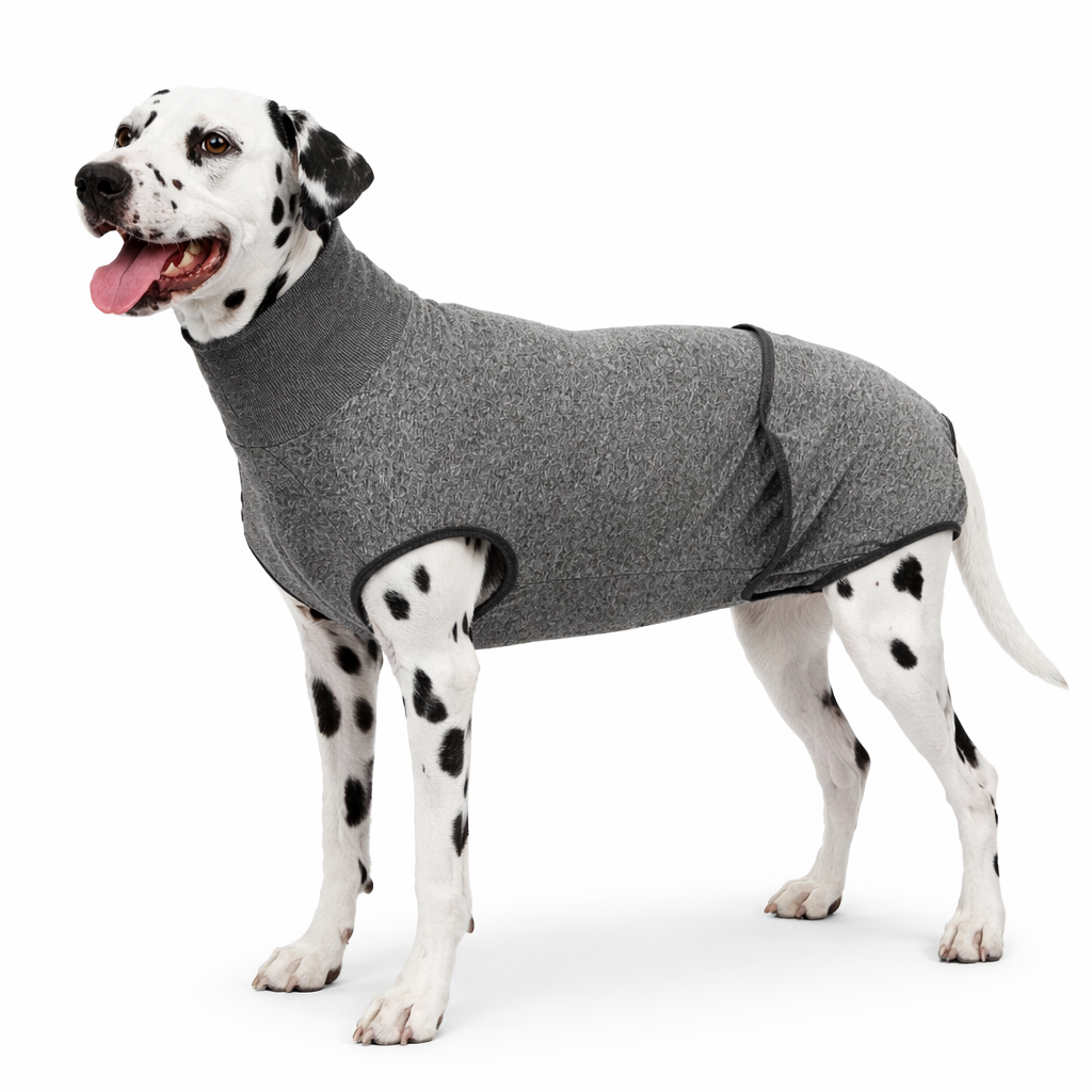 Dalmatian dog wearing a gray post-surgery recovery suit 
on a white background