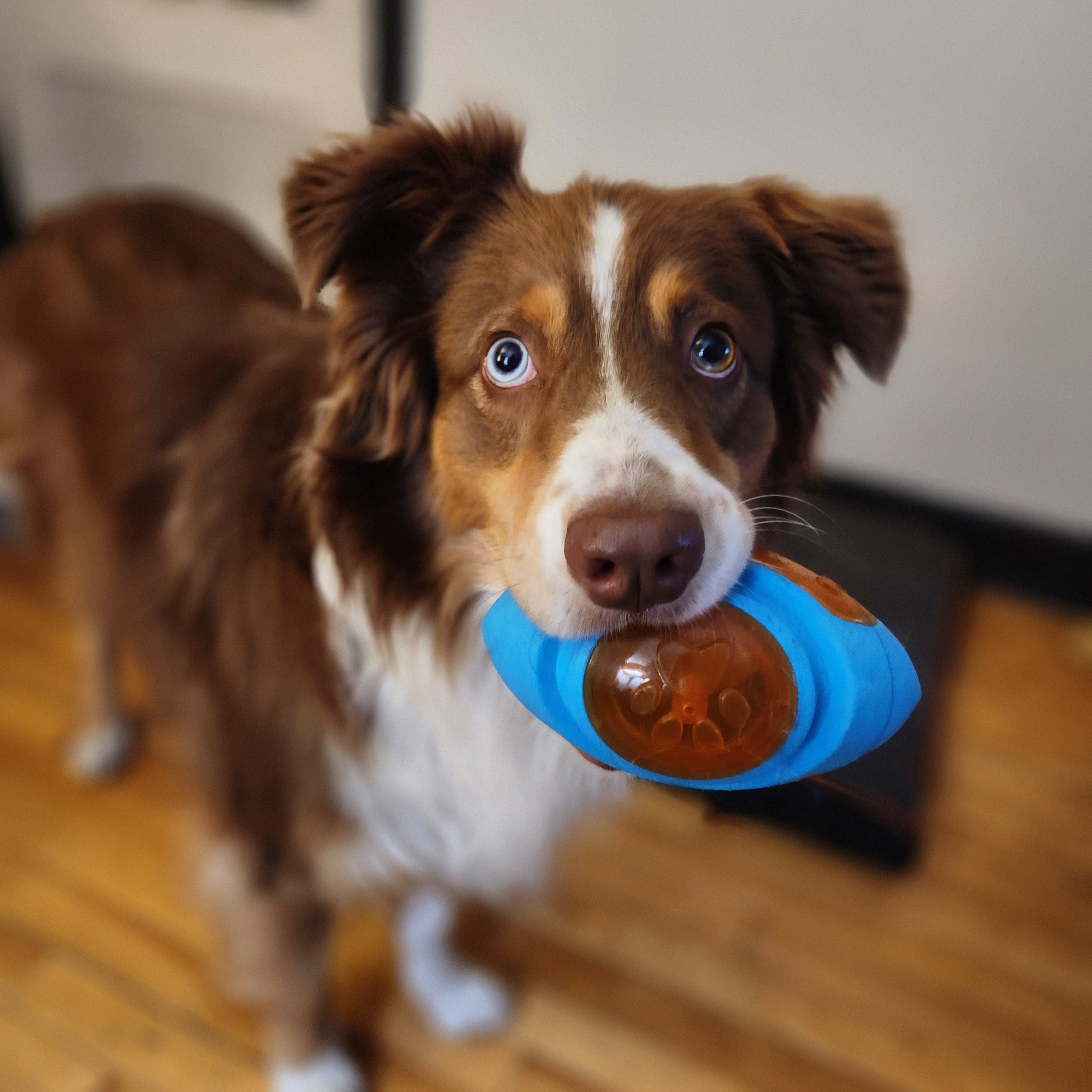 Dog holding a blue andorange toy in its mouth on a wooden floor.