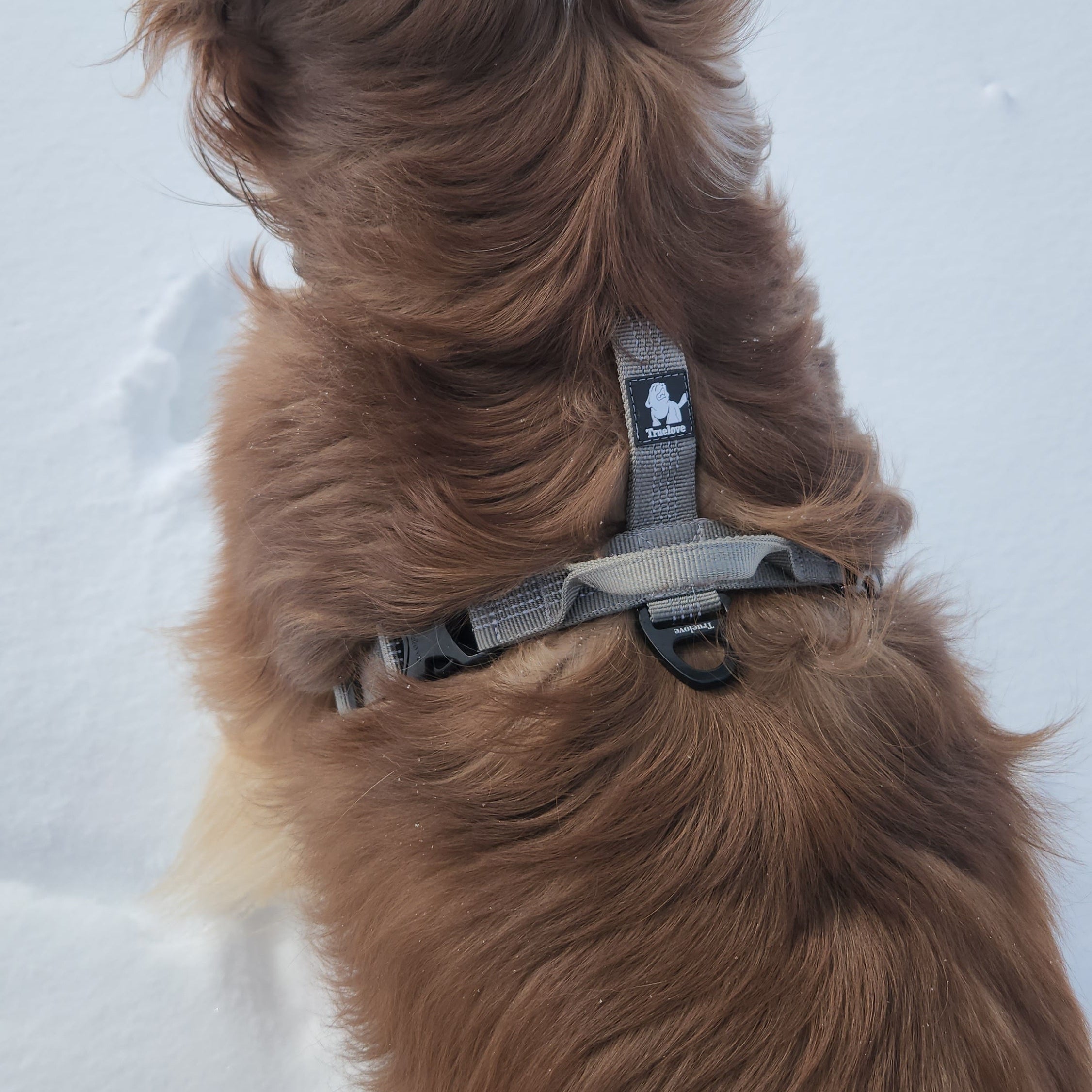 red merle australian shepherd dog with a grey reflective harness standing on a snowy ground