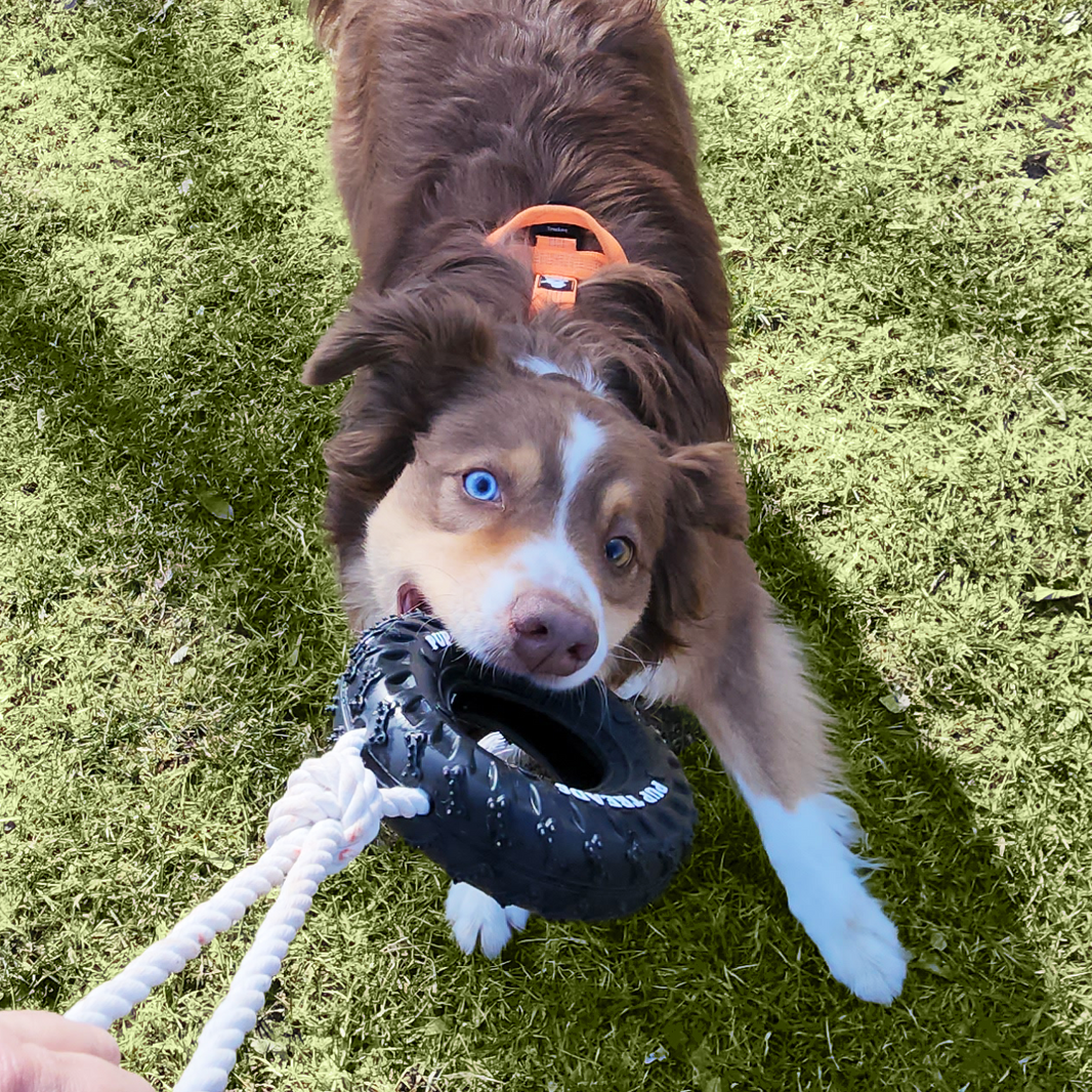 Dog playing with a toy on a grassy surface