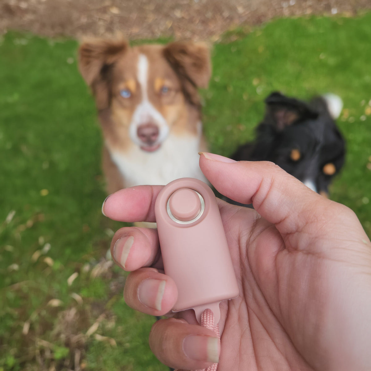 A close-up of a hand holding a pink pet clickerr device with a pink cord, with two dogs blurred in a grassy outdoor setting behind it.