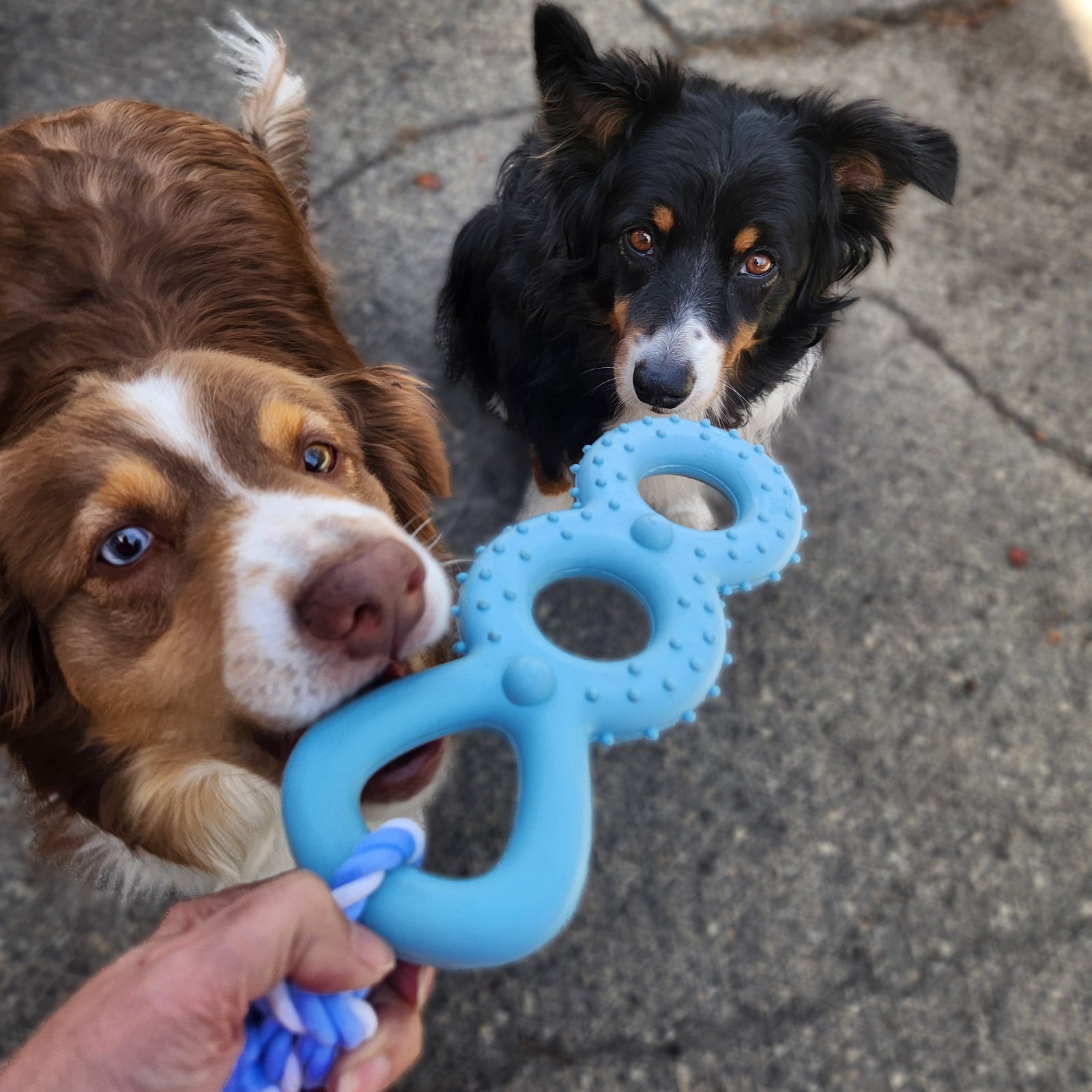 Two dogs playing with a blue rubber toy on a concrete surface.